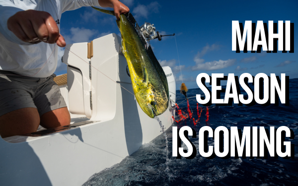 Mahi Mahi